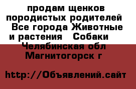 продам щенков породистых родителей - Все города Животные и растения » Собаки   . Челябинская обл.,Магнитогорск г.